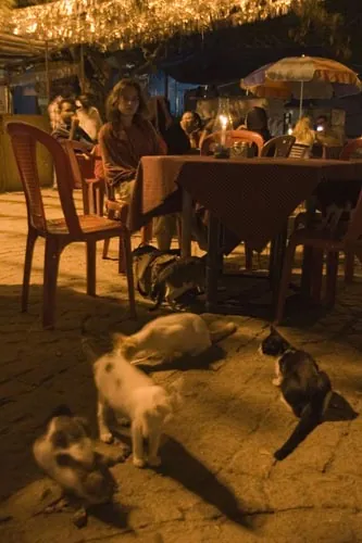 Mačky sa tešia na našu večeru (Kochi)