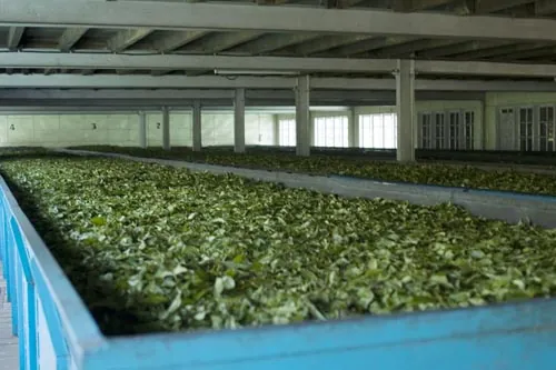Sušenie čaju (Čajová fabrika neďaleko Kumily)