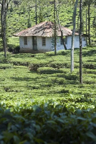 Čajová plantáž (neďaleko Kumily)