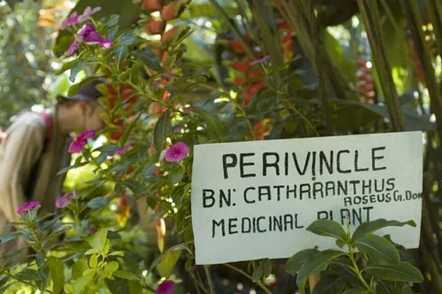 Perivincle (Koreninová farma pri Kumily)
