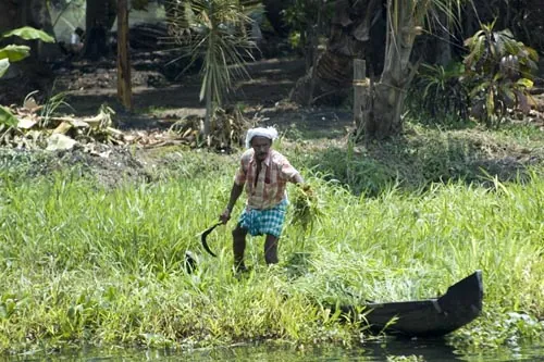 Zber trávy (Backwaters)