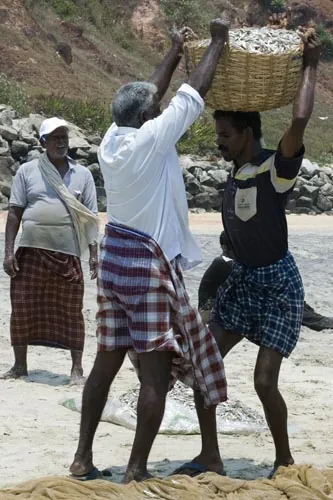 Odnos úlovku. (Varkala)