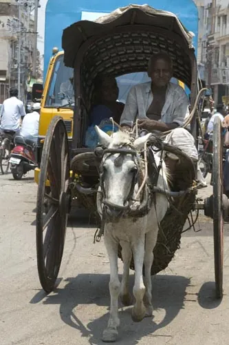 Koňské taxi. (Sri Meenaksh, Madurai)