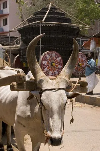 Býk a veeeeľmi veľký liturgický voz. (Sri Meenaksh, Madurai)