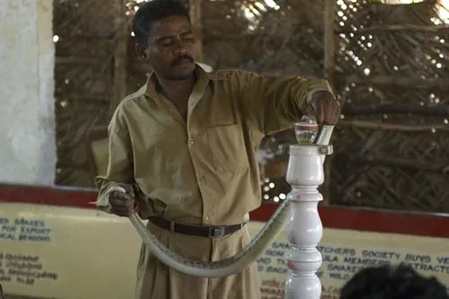 Zber hadieho jedu. (Krokodília farma, Mamallapuram)