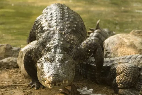 Krokodíl si robí zálusk...  (Krokodília farma, Mamallapuram)