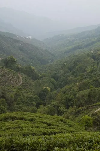Zelené údolie - čaj a stromy (Darjeeling)