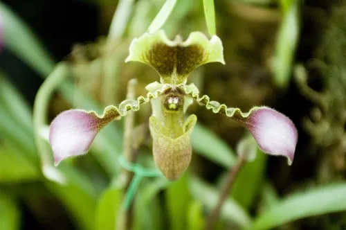 Orchidea z výstavy kvetov.  (Gangtok, Sikkim)