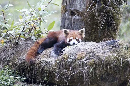 Červená panda . (Gangtok, Sikkim)