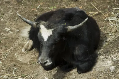 Yak. (Gangtok, Sikkim)