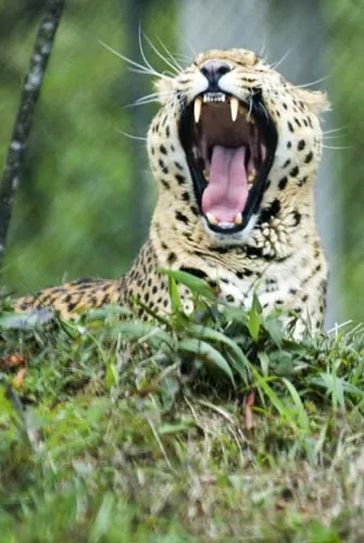 Leopard. (Gangtok, Sikkim)