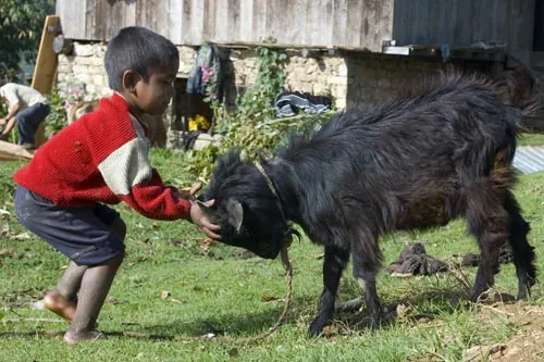 Kto má tvrdšiu hlavu? (Pala, Sikkim)
