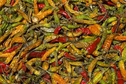 Ešte aj papričky maju farbu hábitov budhistických mníchov :) (Tashiding, Sikkim)