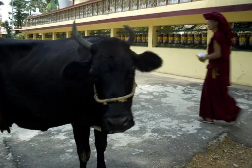 Krava dúfajúca v lepšiu inkarnáciu :)  (Dharamsala)