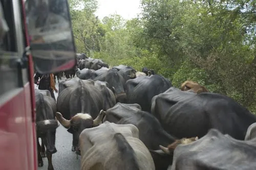 Dopravná zápcha...  (Manali)