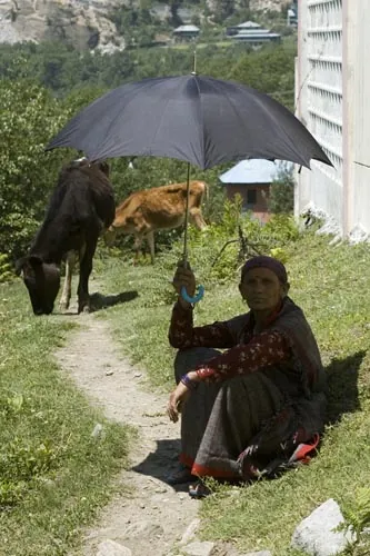 Pastierka kráv . (Manali)
