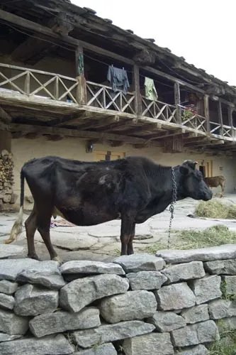 Spolužitie s dobytkom - dole stajne, hode izby... (Manali)