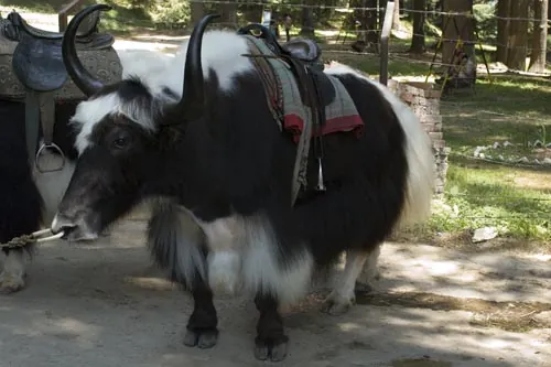 Nechcete sa odfotiť sediac na Jakovy? Nie, stačí nám Jak samotný! :) (Manali)