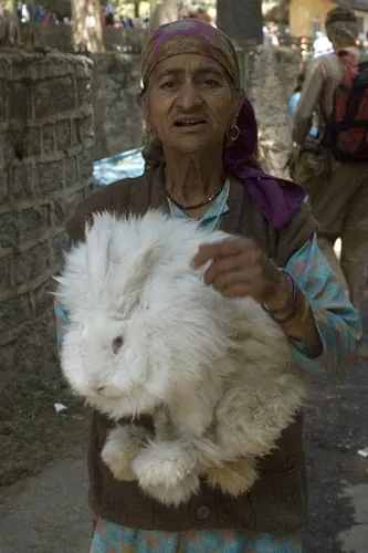 Angorský zajac - z jeho vlny sa vyrábajú miestne svetoznáme Kullu šály... (Manali)